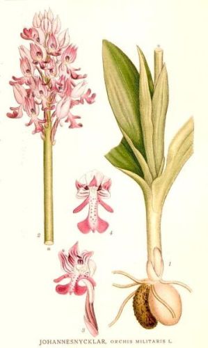 Orchis militaris - Ятрышник шлемовидный